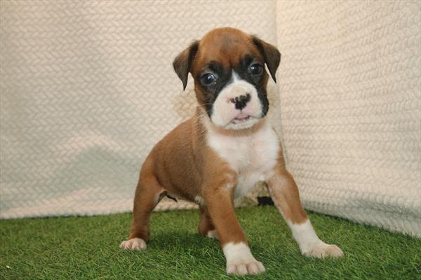 [#26198-06]  - Fawn / White F Boxer Puppies for Sale