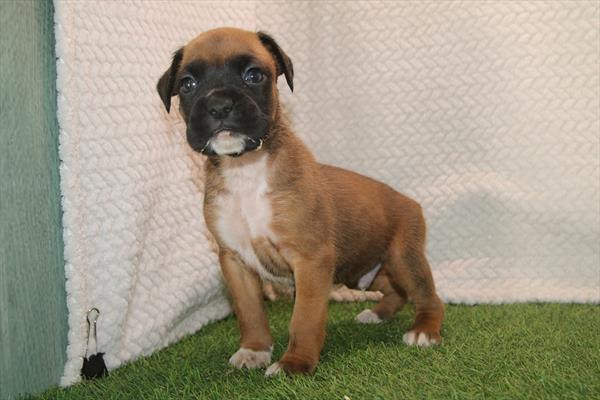 [#26198-03]  - Fawn M Boxer Puppies for Sale