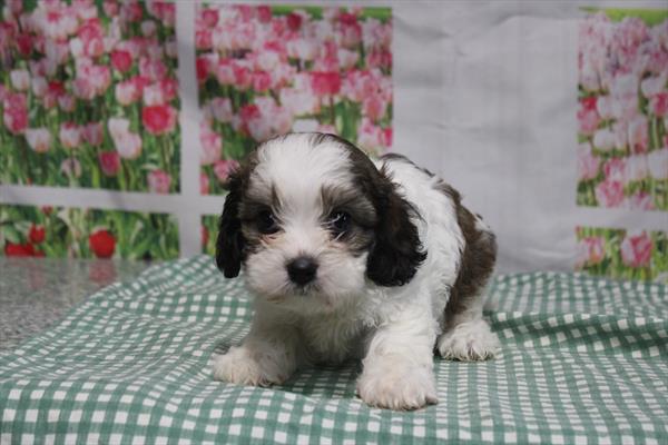 [#261536-03] Sleet - Sable F Cavachon Puppies for Sale