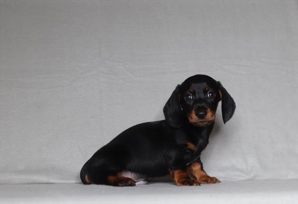 [#26147-01]  - Black / Tan M Dachshund Puppies for Sale