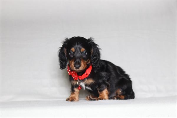 [#26147-04]  - Black / Tan M Dachshund Puppies for Sale