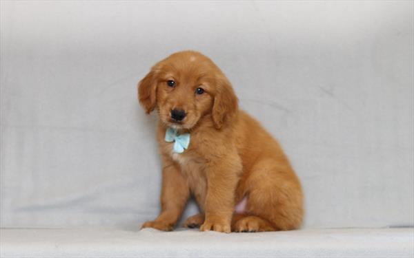 [#26155-02]  - Red / White M Golden Retriever Puppies for Sale