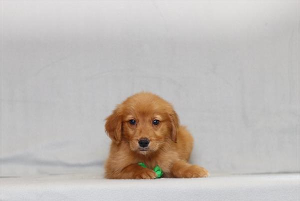 [#26155-03]  - Red / White M Golden Retriever Puppies for Sale