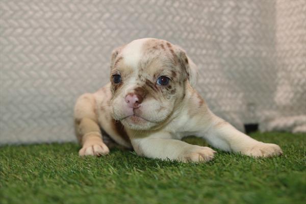 [#261407-08]  - Chocolate Merle F Beabull 3/4 Puppies for Sale