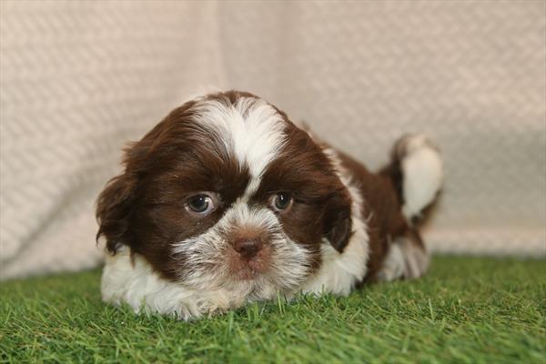 [#261368-02]  - Chocolate M Shih Tzu Puppies for Sale