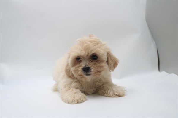 [#261299-02]  - White F Teddy Bear Puppies for Sale