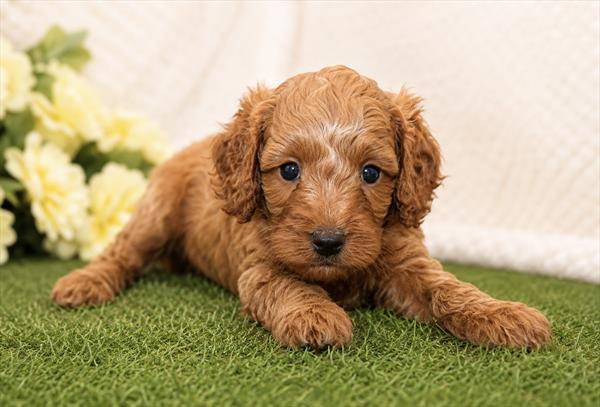 [#261411-03]  - Red M Cock A Poo Puppies for Sale