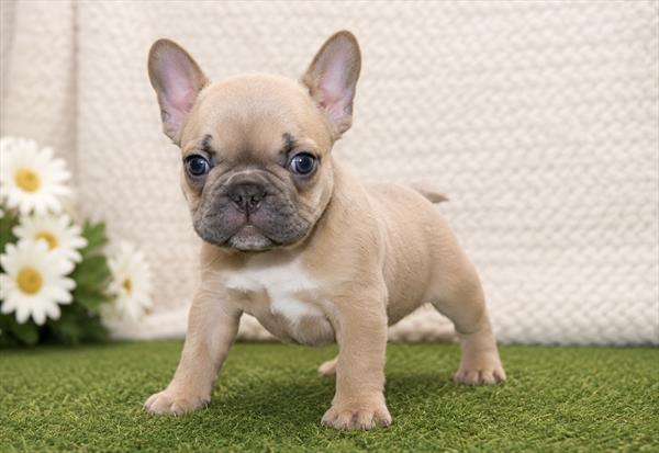 [#261346-02]  - Fawn F French Bulldog Puppies for Sale