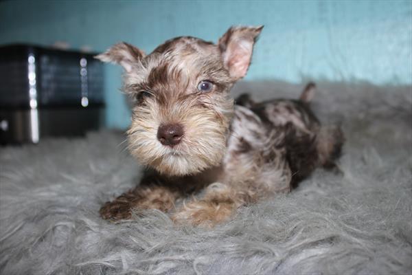 [#261444-02] Grain - Chocolate Merle M Miniature Schnauzer Puppies for Sale