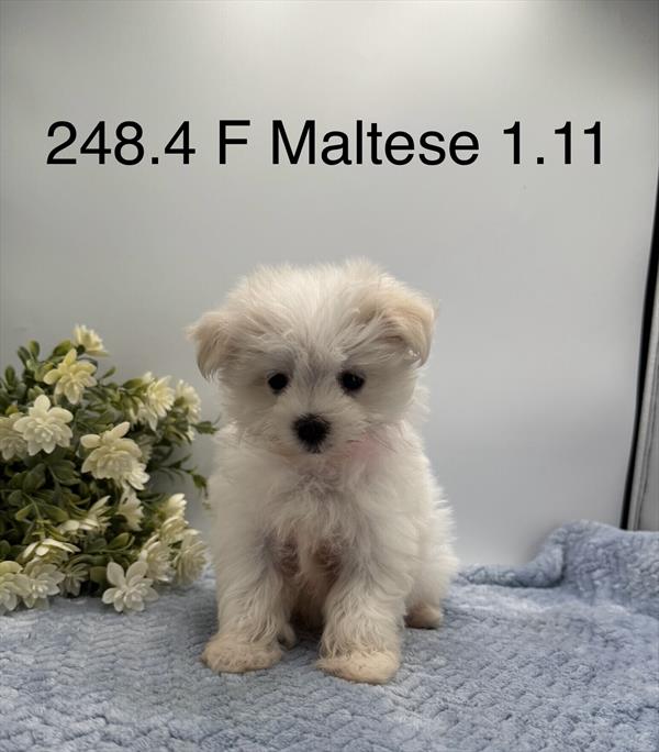 [#261248-04]  - White F Maltese Puppies for Sale