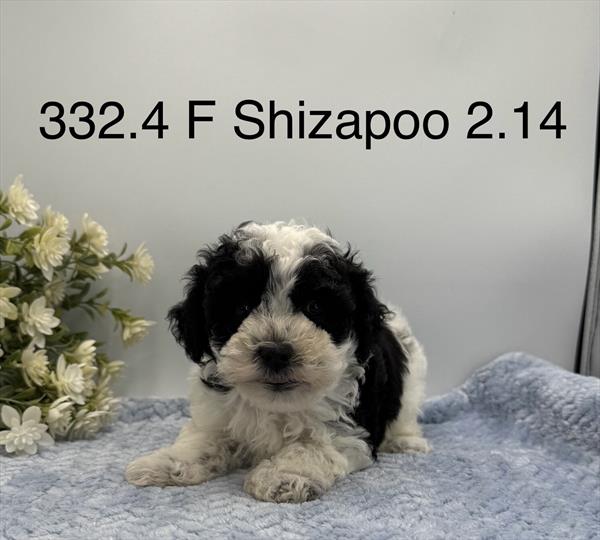 [#261332-04]  - Black / White F ShihPoo Puppies for Sale