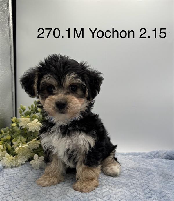 [#261270-01]  - Black / Tan M Yochon Puppies for Sale