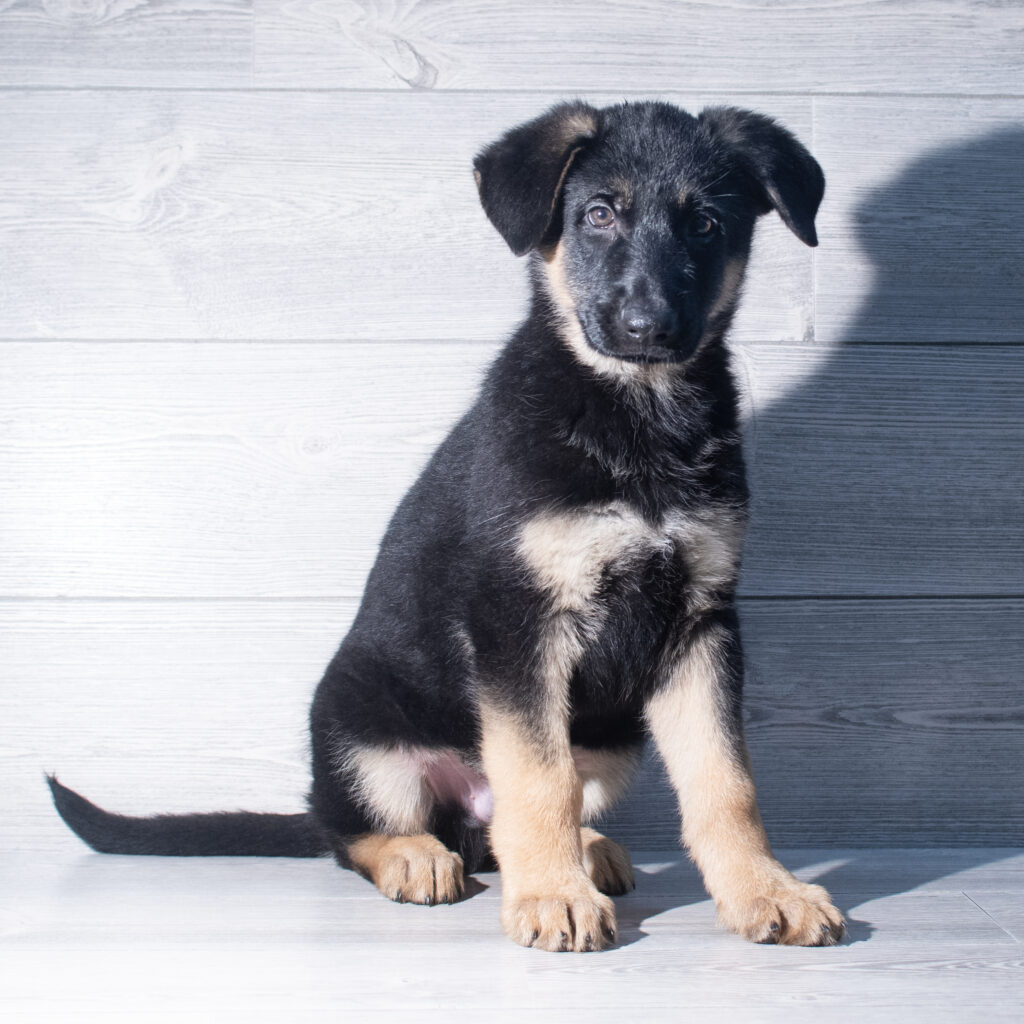 [#261328-06]  - Black / Tan M German Shepherd Dog Puppies for Sale