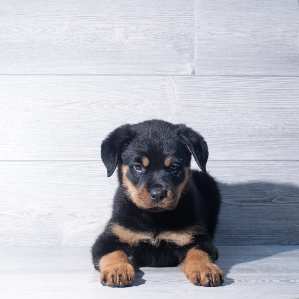 [#261462-05]  - Black / Tan F Rottweiler Puppies for Sale
