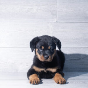 Petland Cleveland Rottweiler puppy available