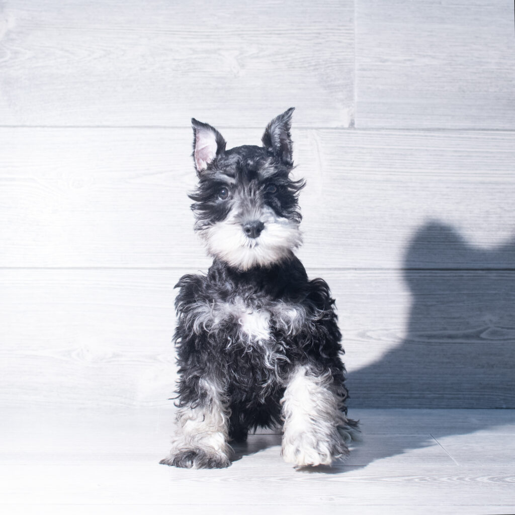 [#261159-05]  - Black / Silver M Miniature Schnauzer Puppies for Sale