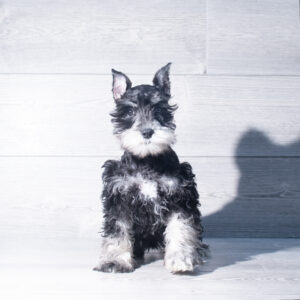 Miniature Schnauzer (M) 2432