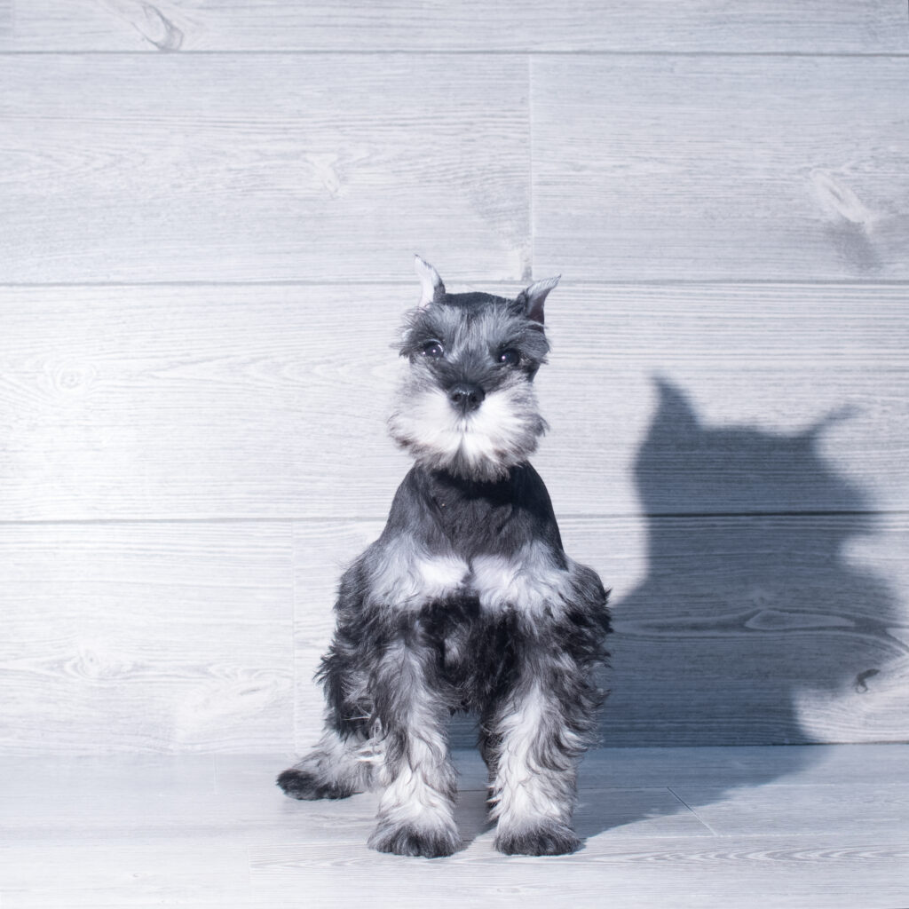[#261037-03]  - Salt / Pepper M Miniature Schnauzer Puppies for Sale