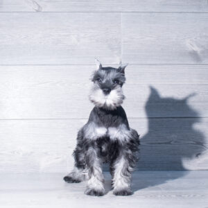 Petland Cleveland Miniature Schnauzer puppy available