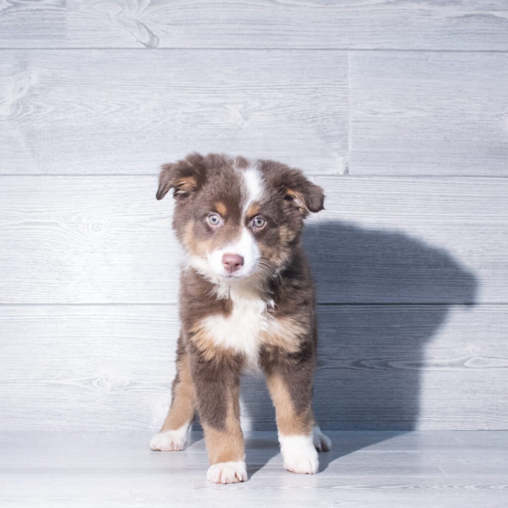 [#261241-04]  - Red Tan / White F Miniature Australian Shepherd Puppies for Sale