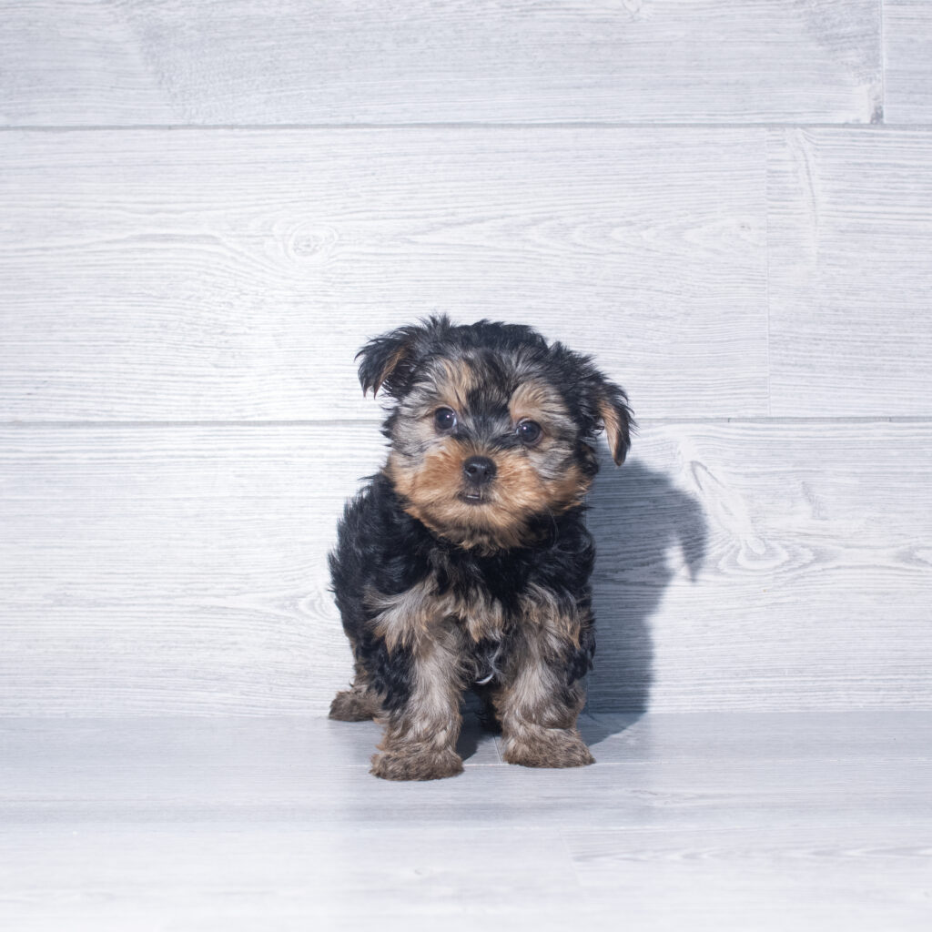[#261062-03]  - Black / Tan M Yorkshire Terrier Puppies for Sale