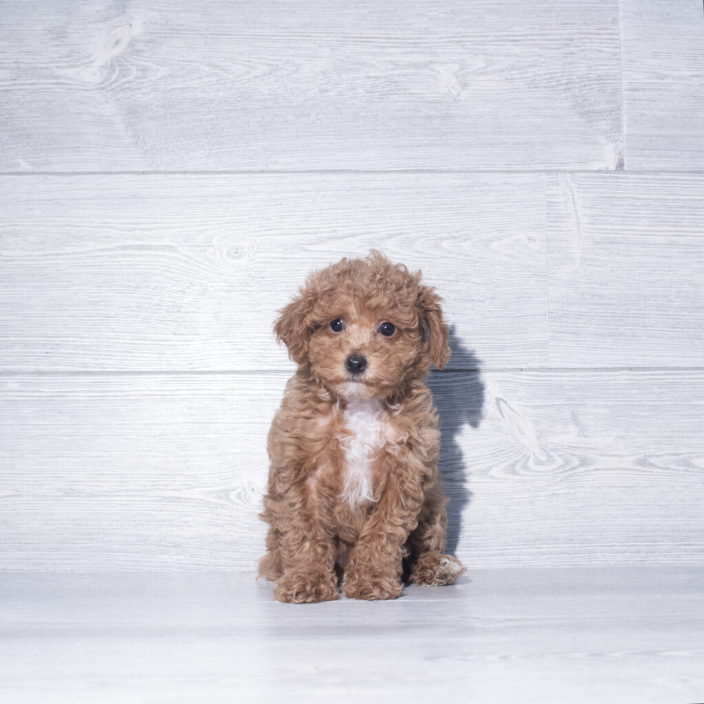 [#261120-03]  - Red F Poodle Toy Puppies for Sale