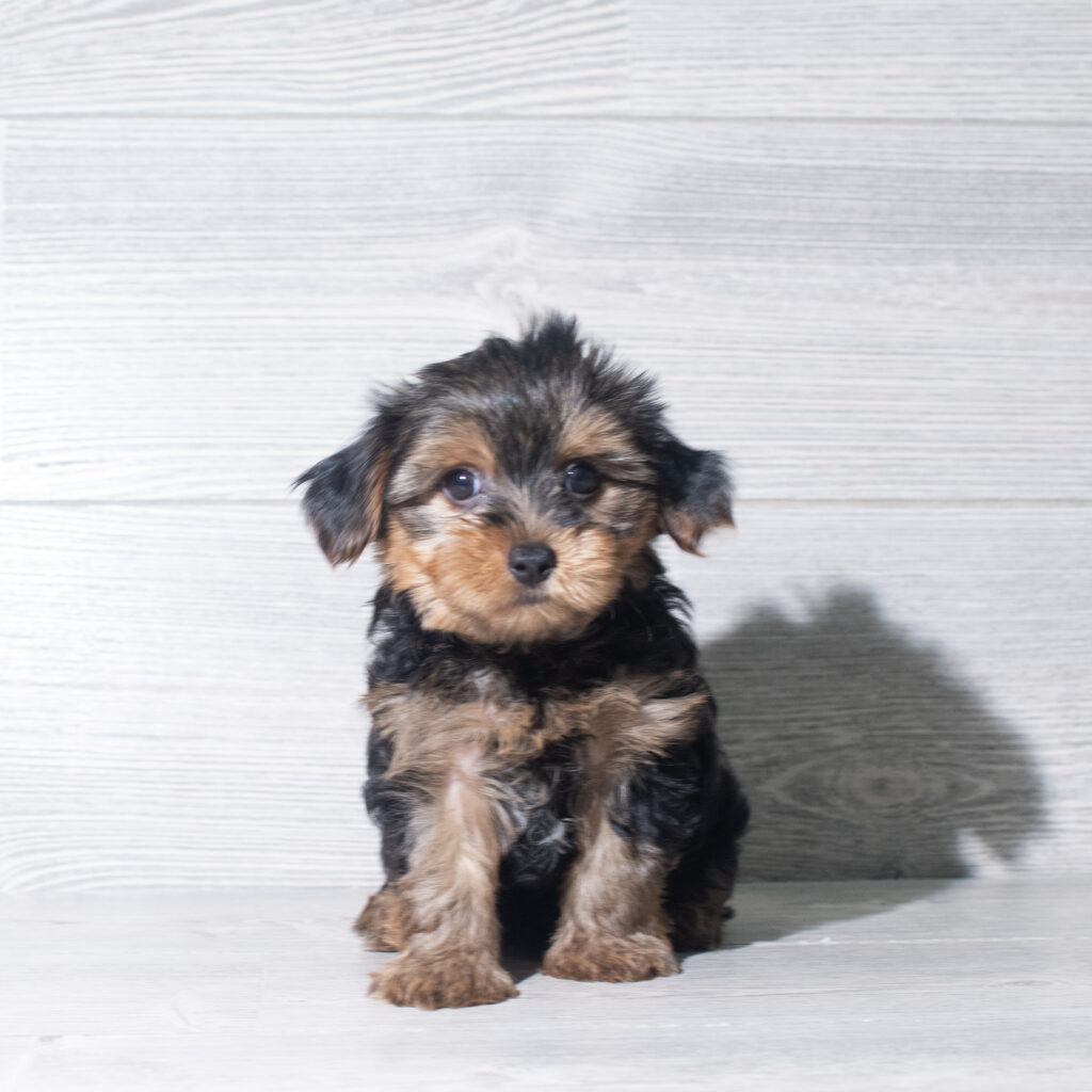[#261062-05]  - Black / Tan F Yorkshire Terrier Puppies for Sale