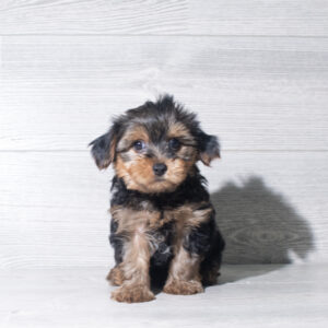 Petland Cleveland Yorkshire Terrier puppy available
