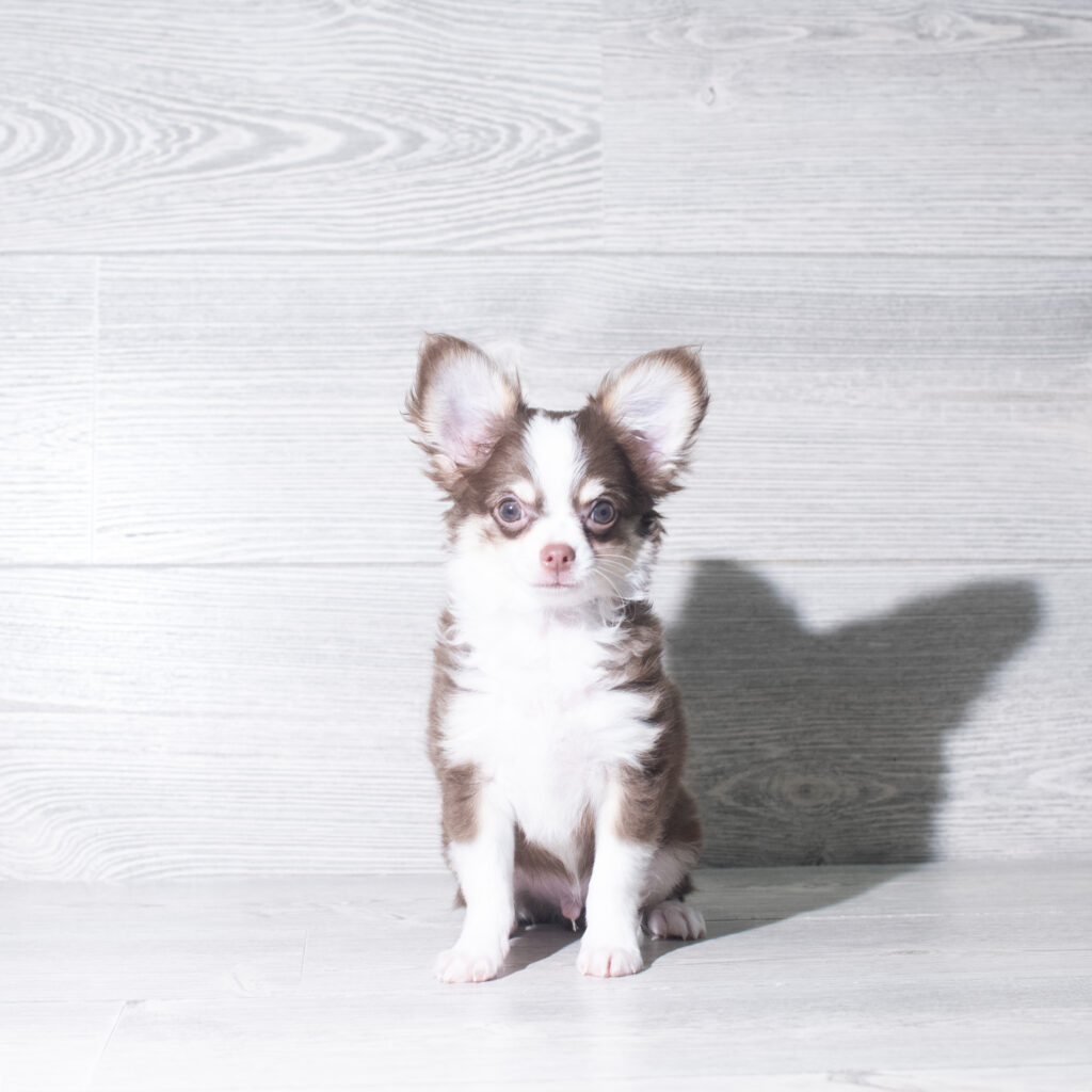 [#26959-02]  - Chocolate / White M Chihuahua Puppies for Sale