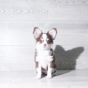 Petland Cleveland Chihuahua puppy available