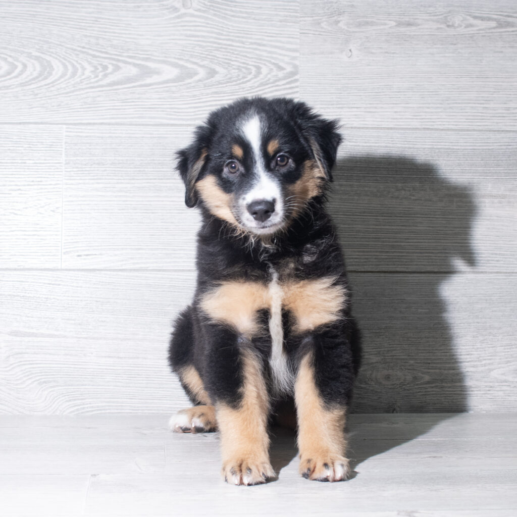 [#261241-01]  - Tri-Colored M Miniature Australian Shepherd Puppies for Sale
