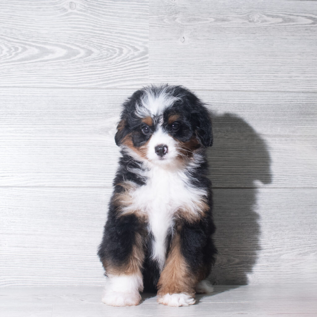 [#26132-07]  - Tri-Colored F Bernedoodle Mini Puppies for Sale