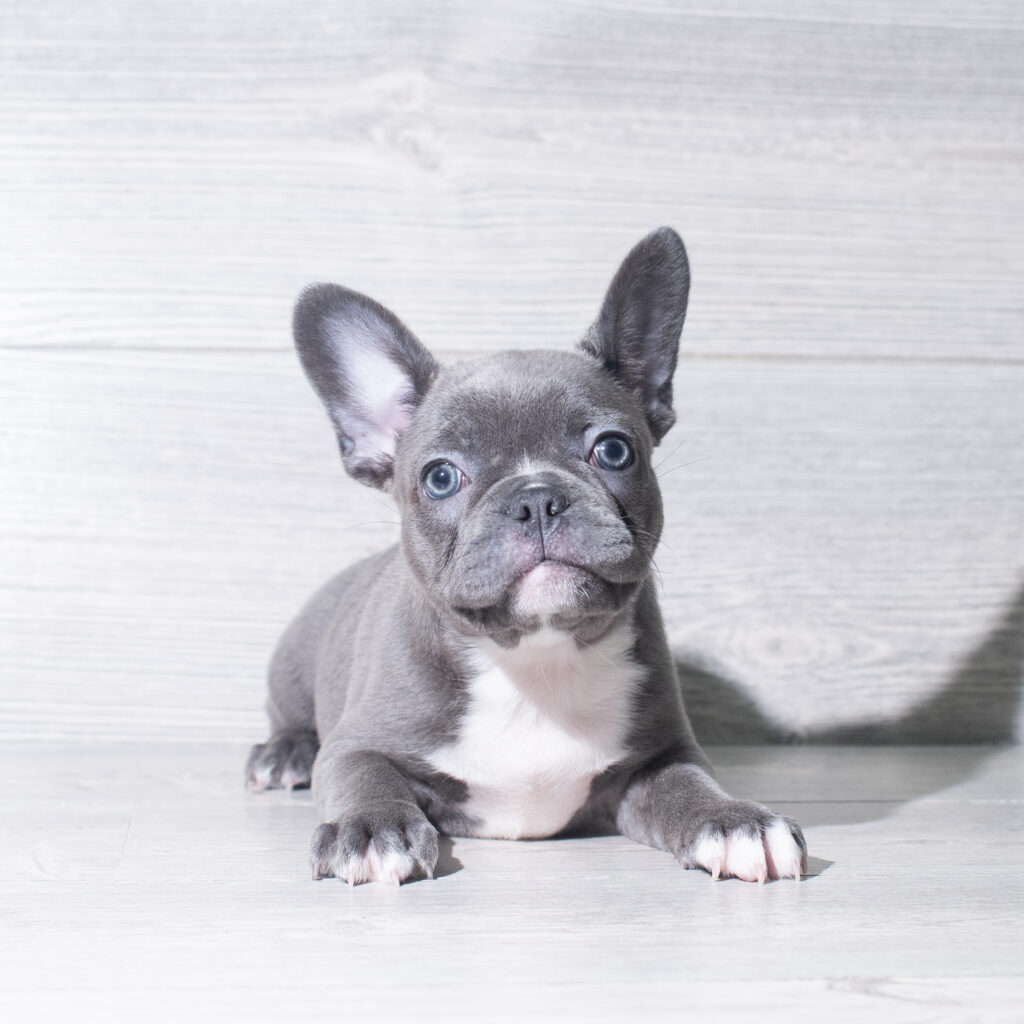 [#261142-07]  - Blue / White F Frenchton Puppies for Sale