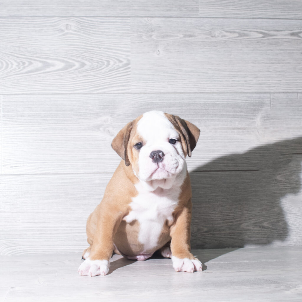 [#26143-07]  - Brown / White F English Bulldog  Puppies for Sale