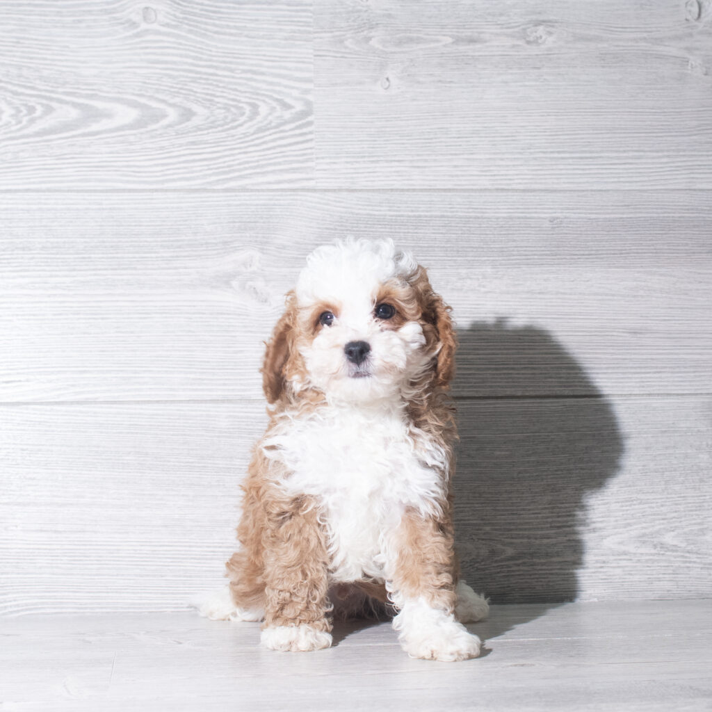 [#26127-03]  - Red / White M Cavapoo F1B Puppies for Sale