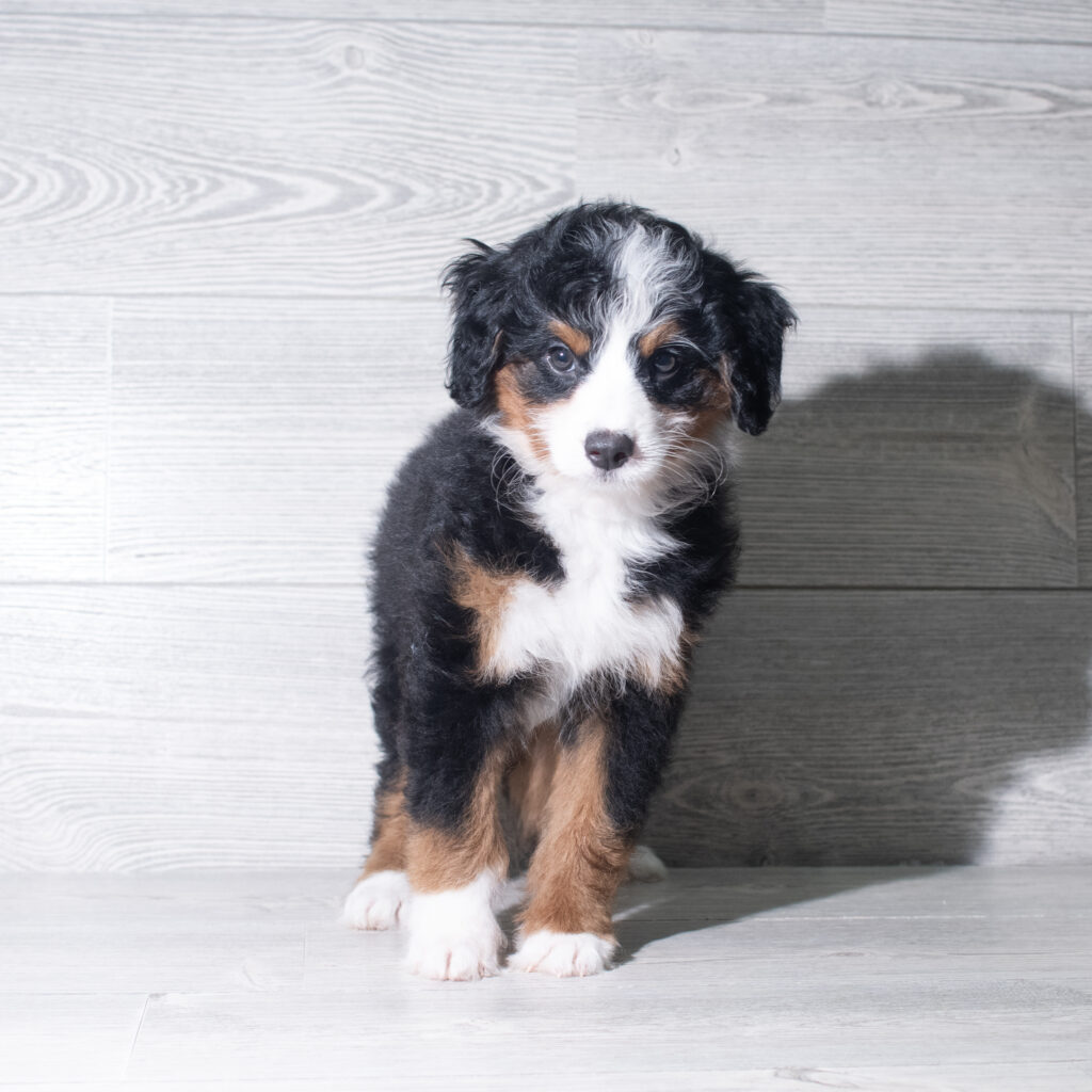 [#26132-06]  - Tri-Colored F Bernedoodle Mini Puppies for Sale