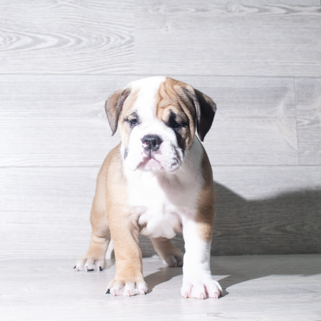 [#26143-04]  - Brown / White M English Bulldog  Puppies for Sale