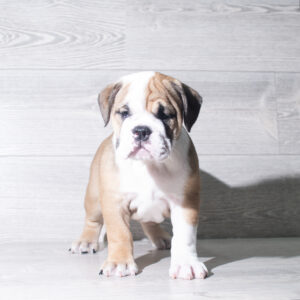 English Bulldog  (F) 6047
