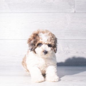 Poodle (M) 2434