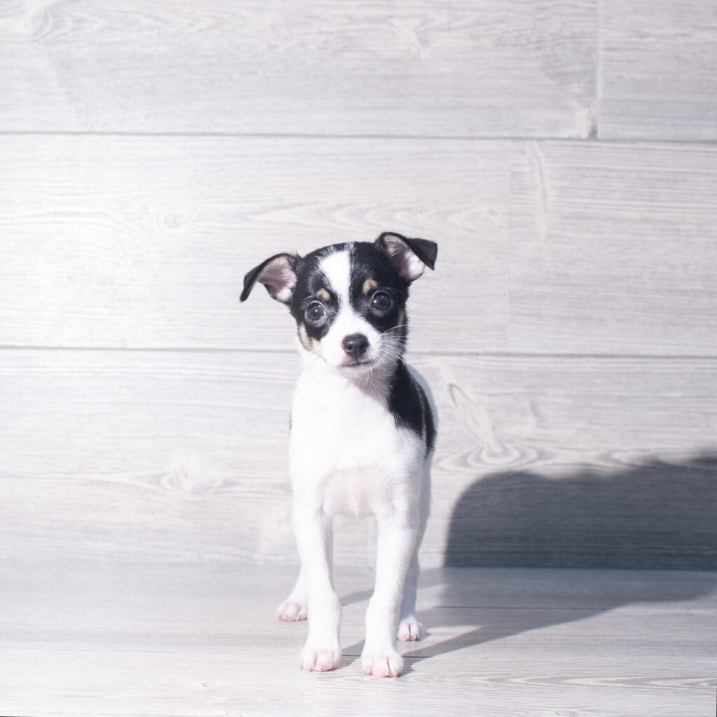 [#261267-01]  - Black / Tan M Chihuahua Puppies for Sale