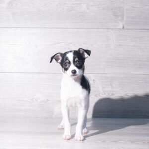 Petland Cleveland Chihuahua puppy available