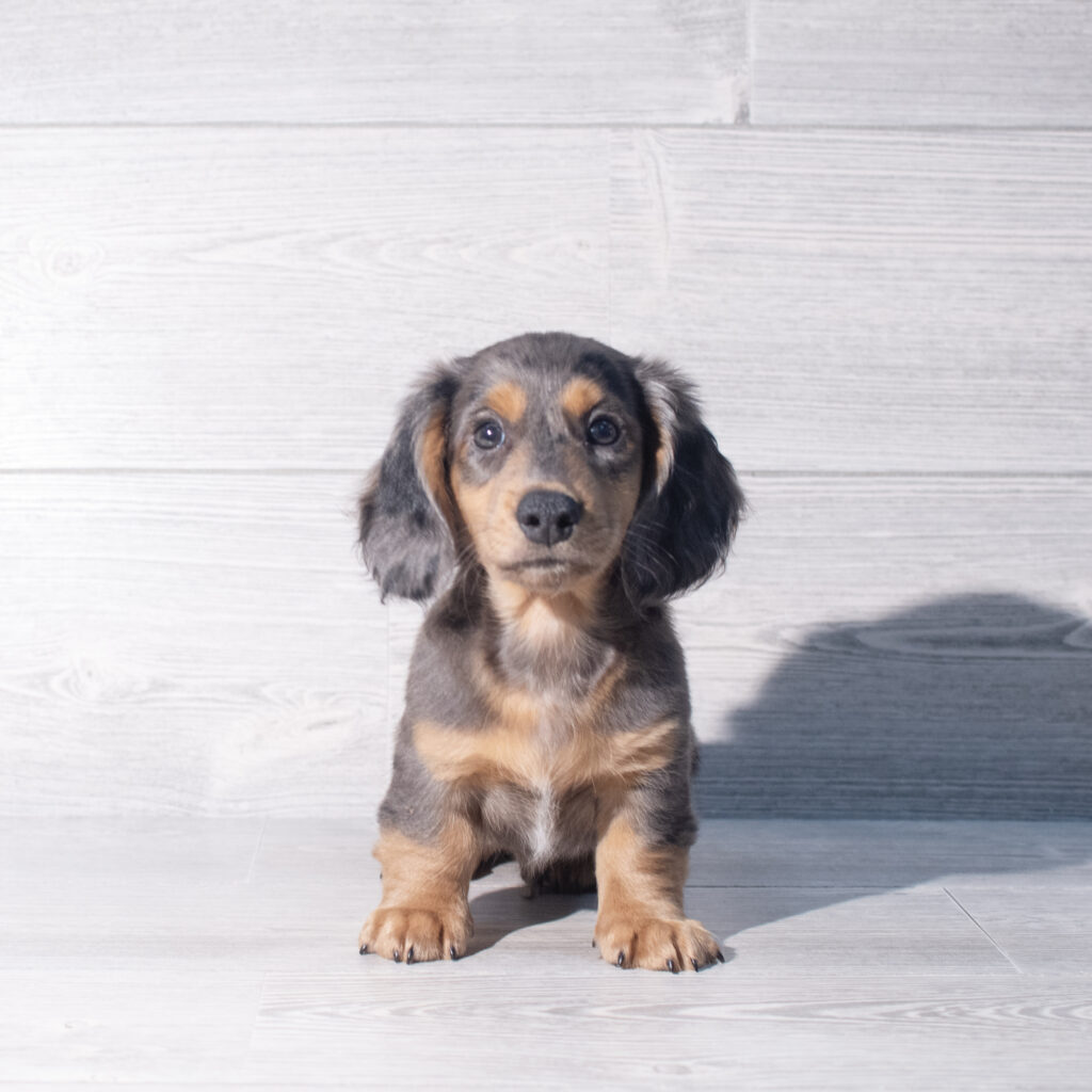 [#261469-01]  - Blue / Tan M Dachshund Puppies for Sale