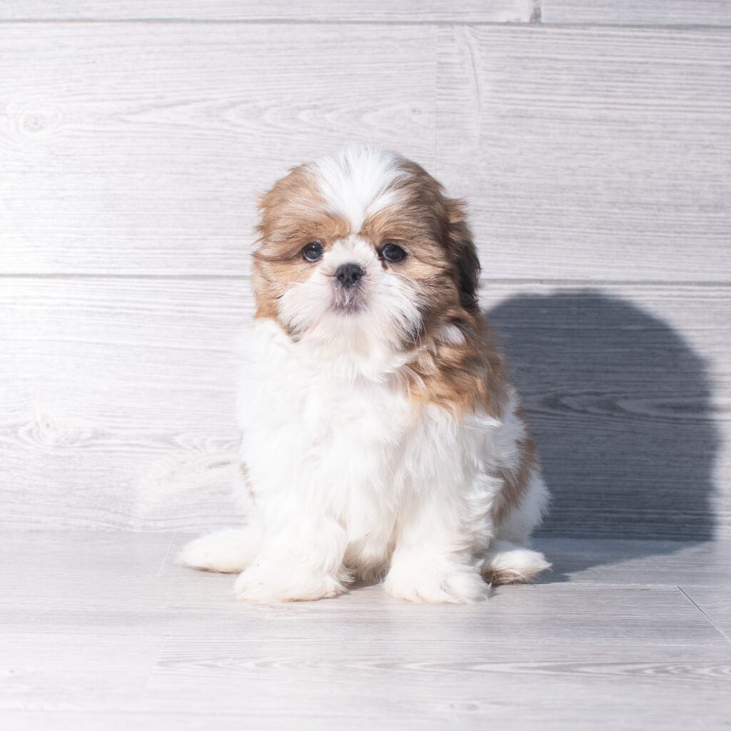 [#261534-03]  - Sable / White F Shih Tzu Puppies for Sale
