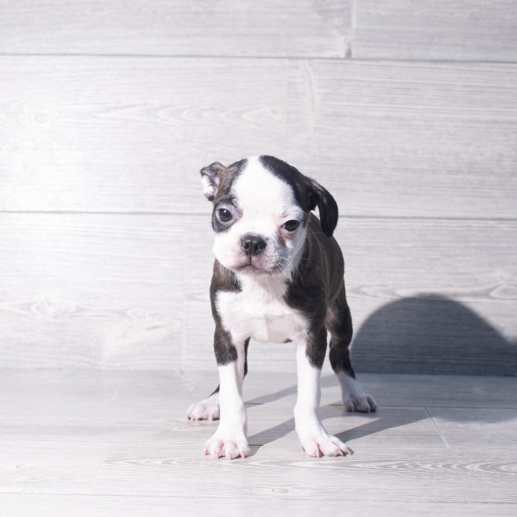 [#26146-03]  - Black / White F Boston Terrier Puppies for Sale