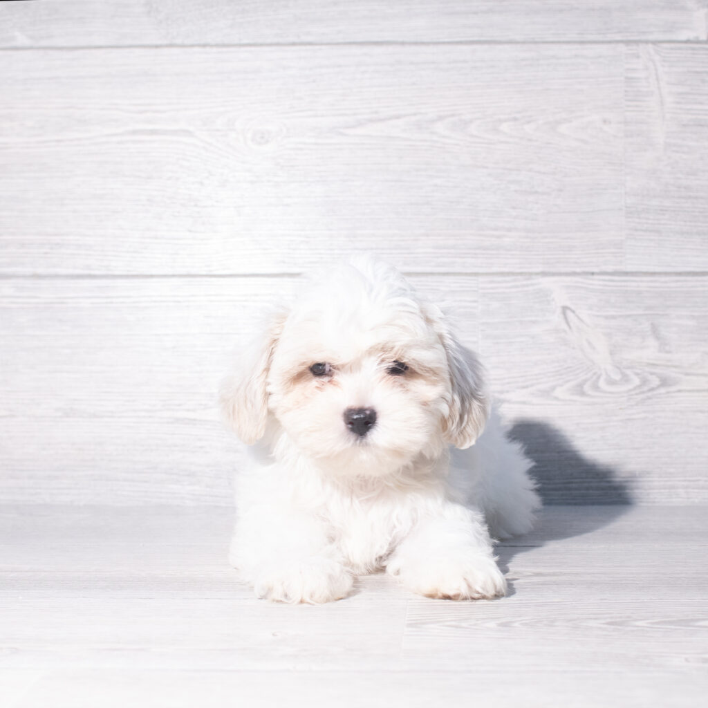 [#261299-01]  - White M Teddy Bear Puppies for Sale