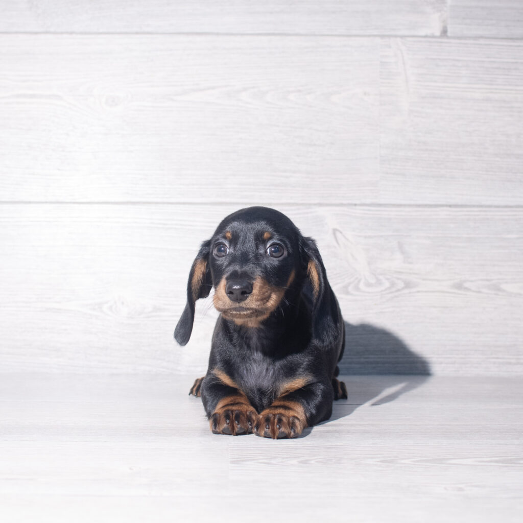 [#26147-01]  - Black / Tan M Dachshund Puppies for Sale