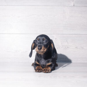 Petland Cleveland Dachshund puppy available