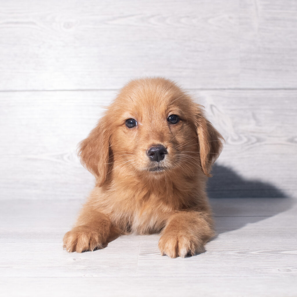 [#26155-03]  - Red / White M Golden Retriever Puppies for Sale