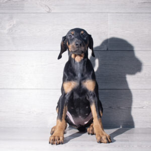 Petland Cleveland Doberman Pinscher puppy available
