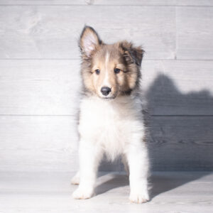 Shetland Sheepdog (M) 2438
